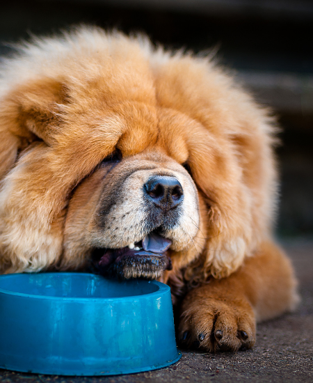 Chow Chow Info | Chow Chow puppy sitting down | ChowChowInfo.com